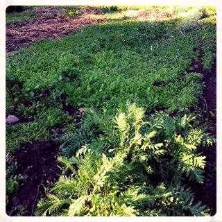 See all that green? That is ALL TANSY. What's gonna happen?