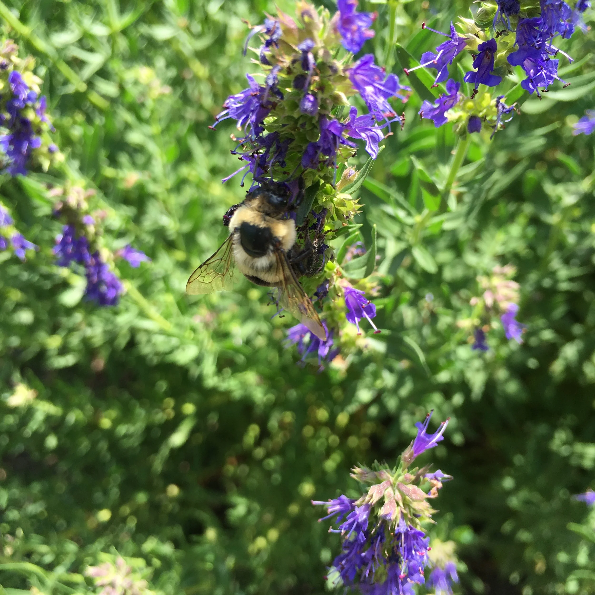 Herb Farm NJ | Healing Herbs Titusville NJ