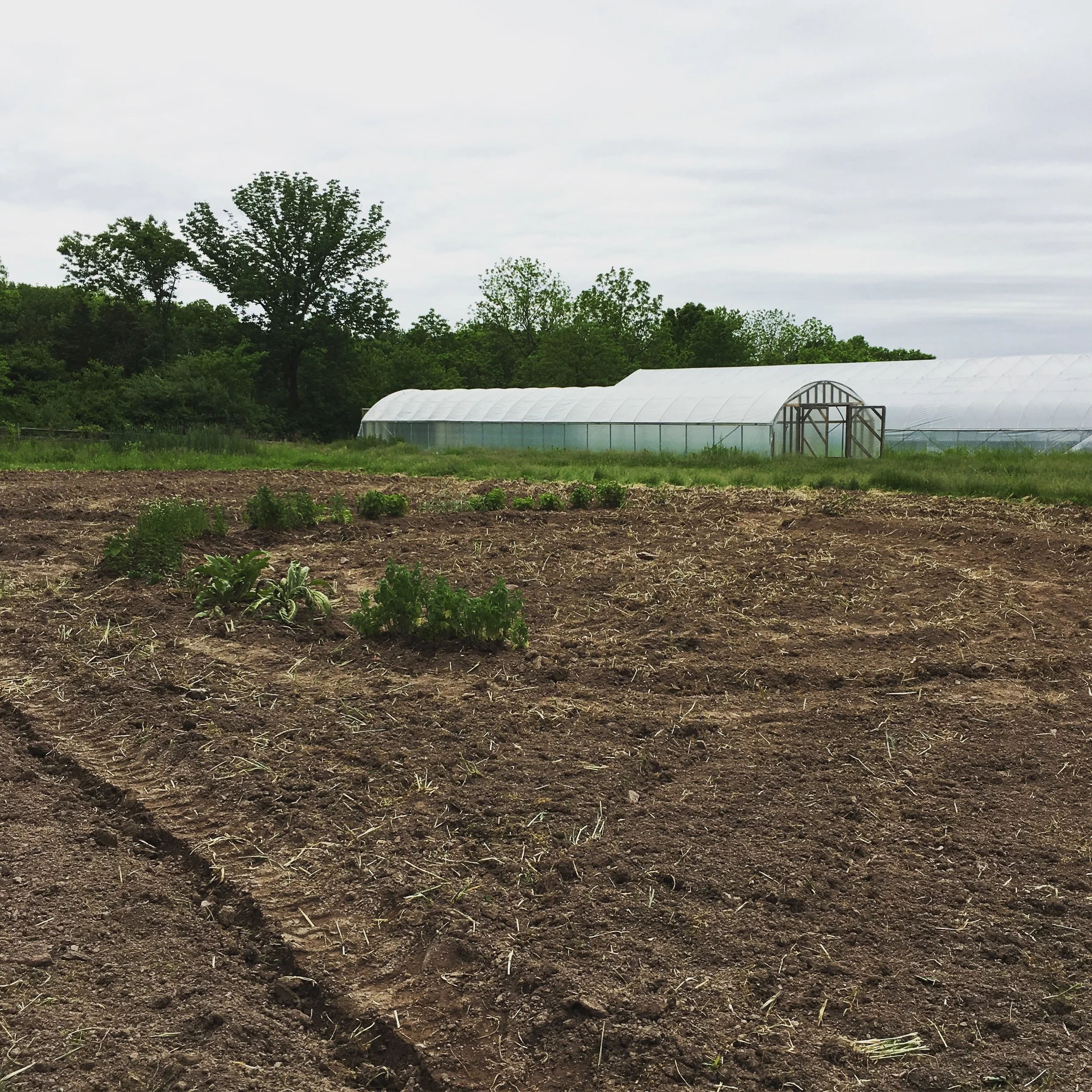 The semi-circle of herbs around what will soon the be altar.