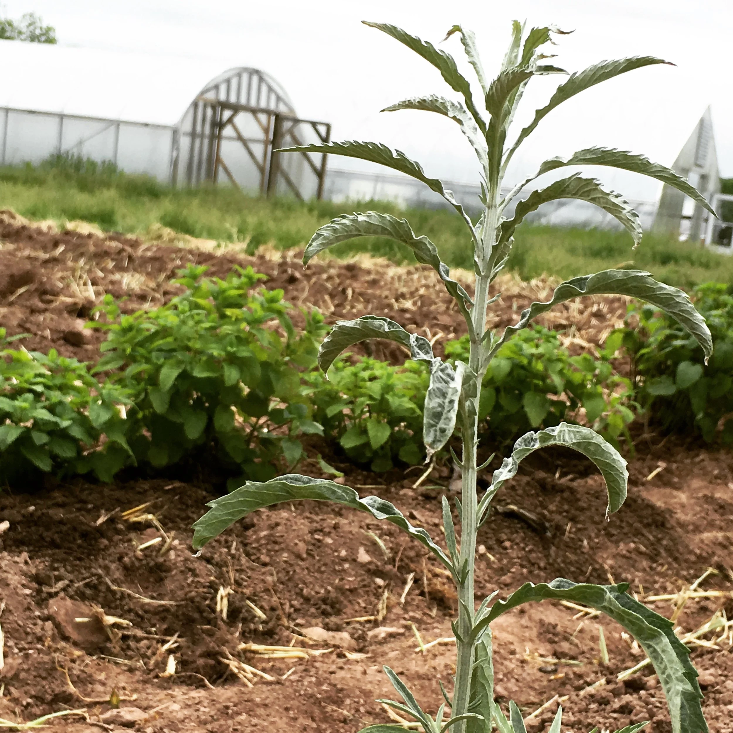 A happy transplant (Western Mugwort)
