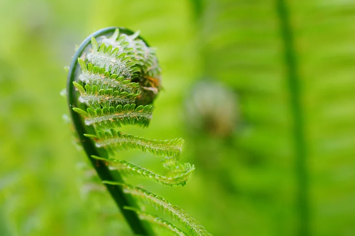 Spring Equinox Circle | Healing Herbs | Titusville NJ