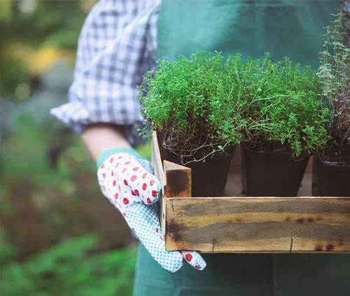 Herbal Gardening Classes Central New Jersey | Herbal Wellness