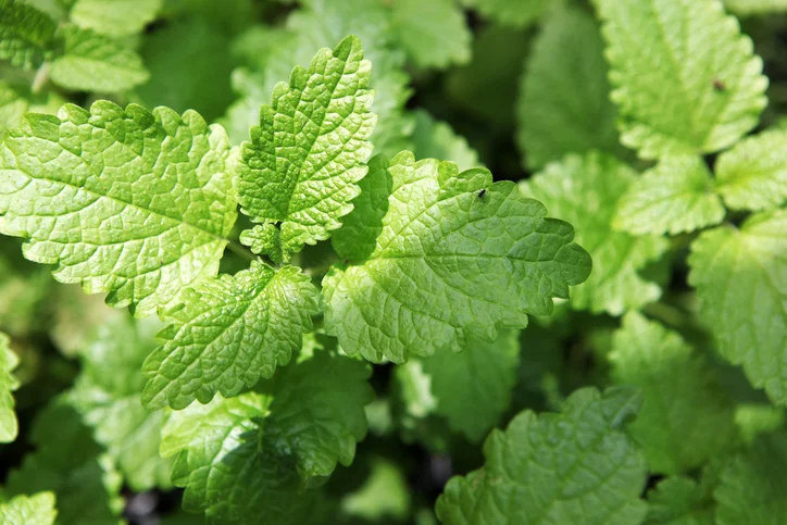 Lemon Balm leaves.jpg