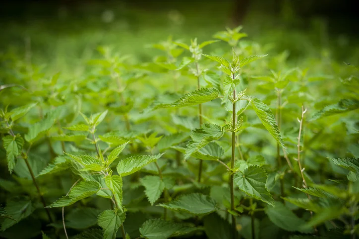 Nettles Growing.jpg