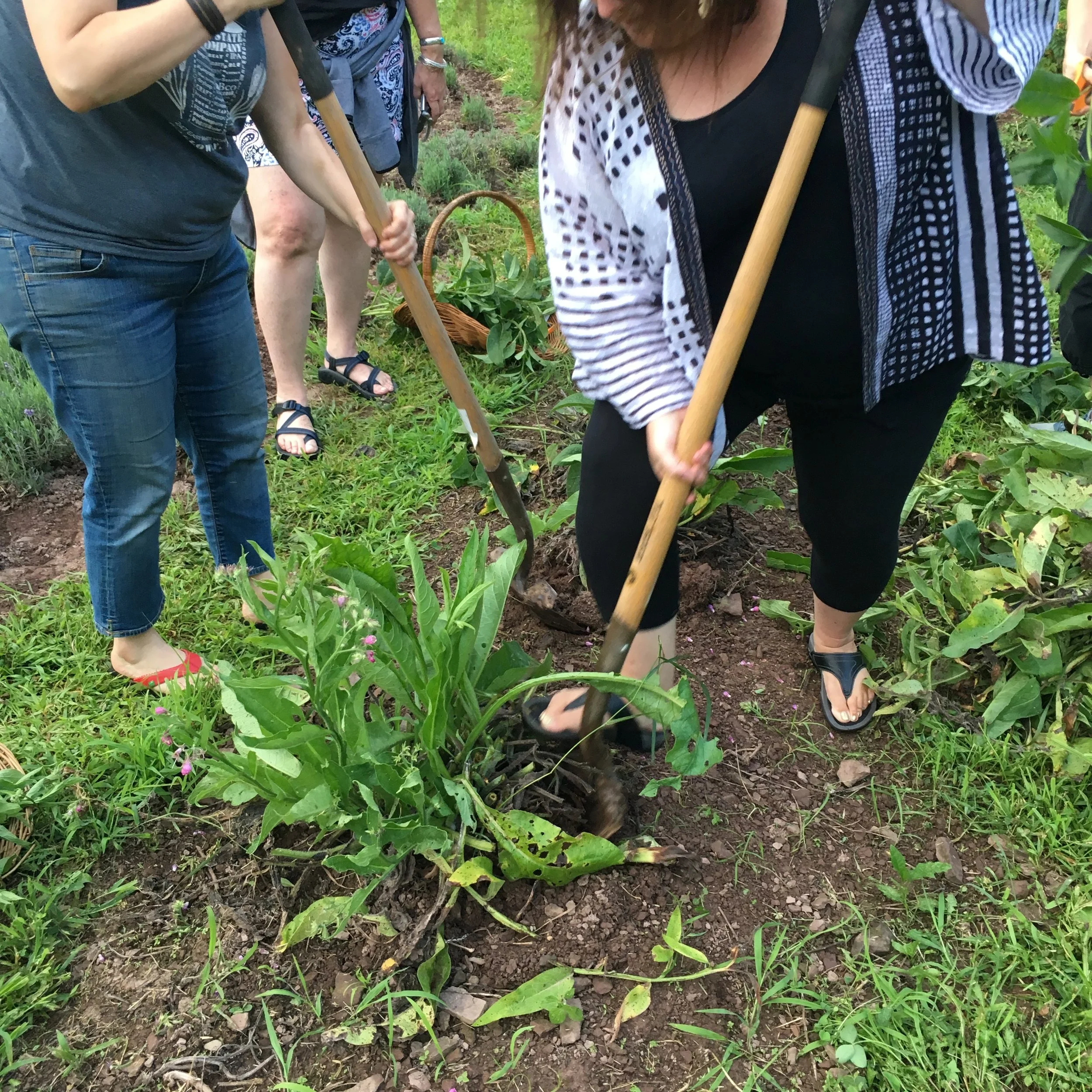 Digging comfrey root divisions