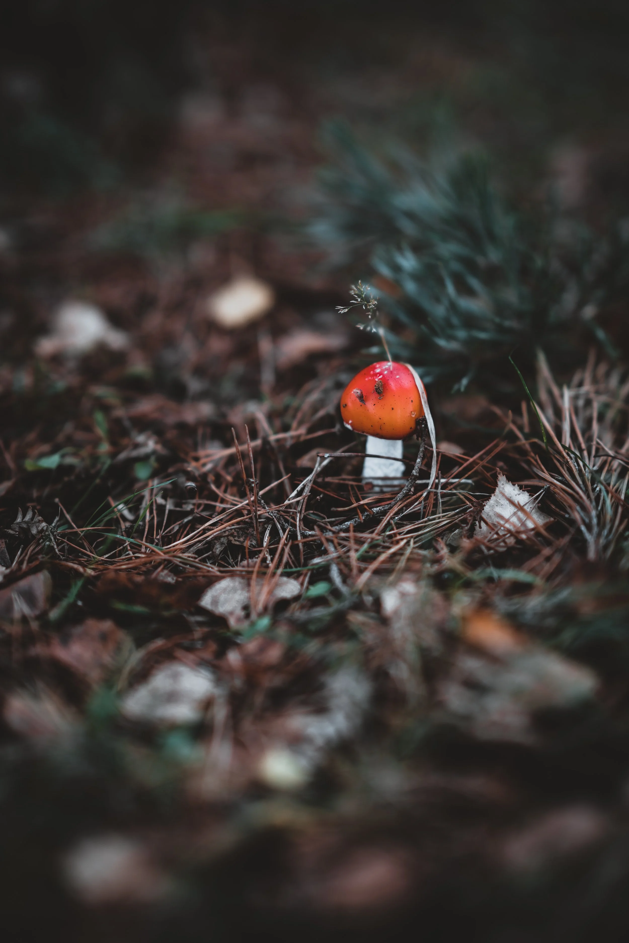 Photo by Annie Spratt via Unsplash