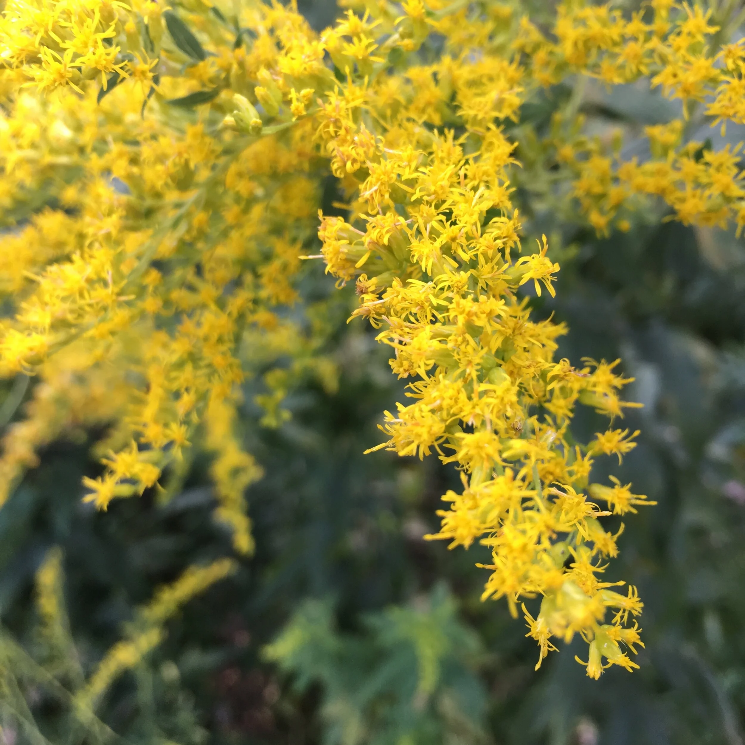 Goldenrod blooming in the September sun…