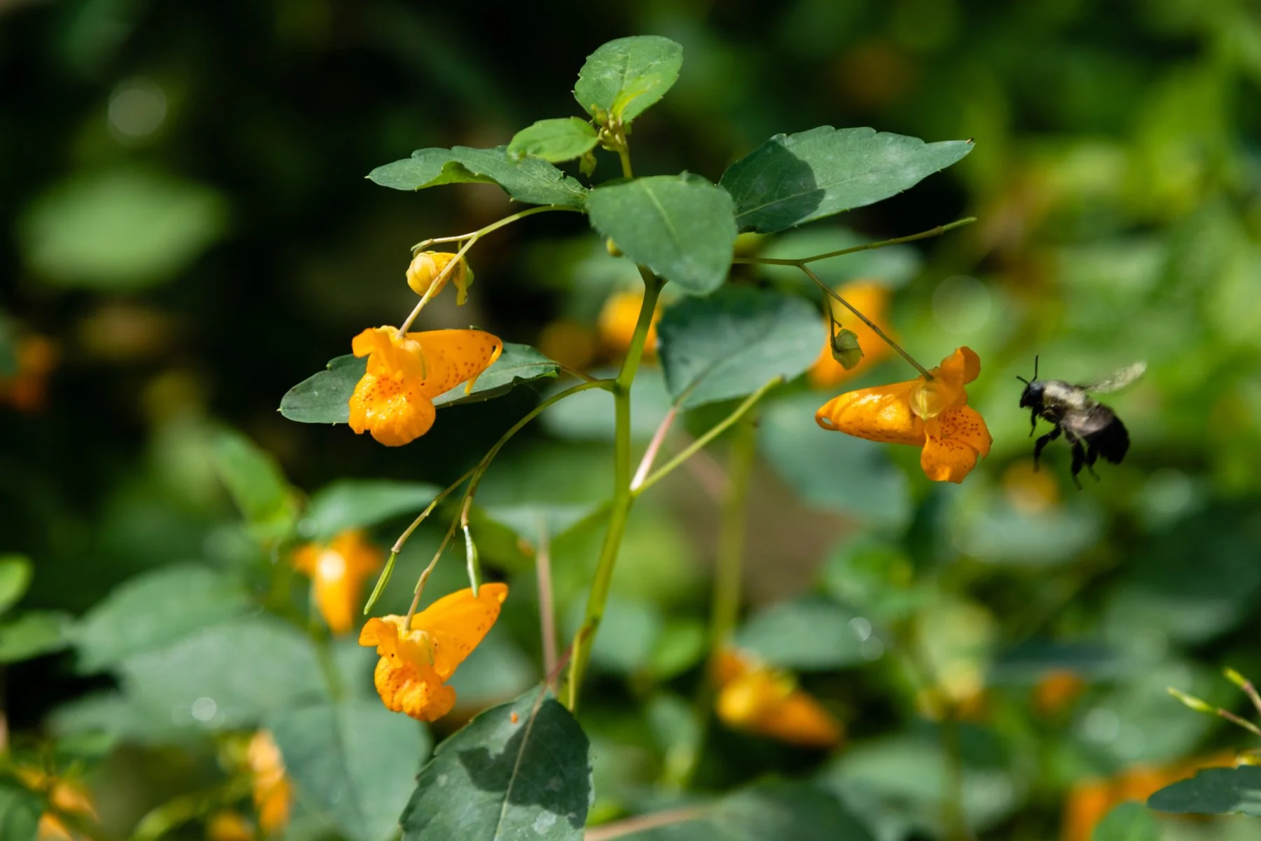 the truth about jewelweed