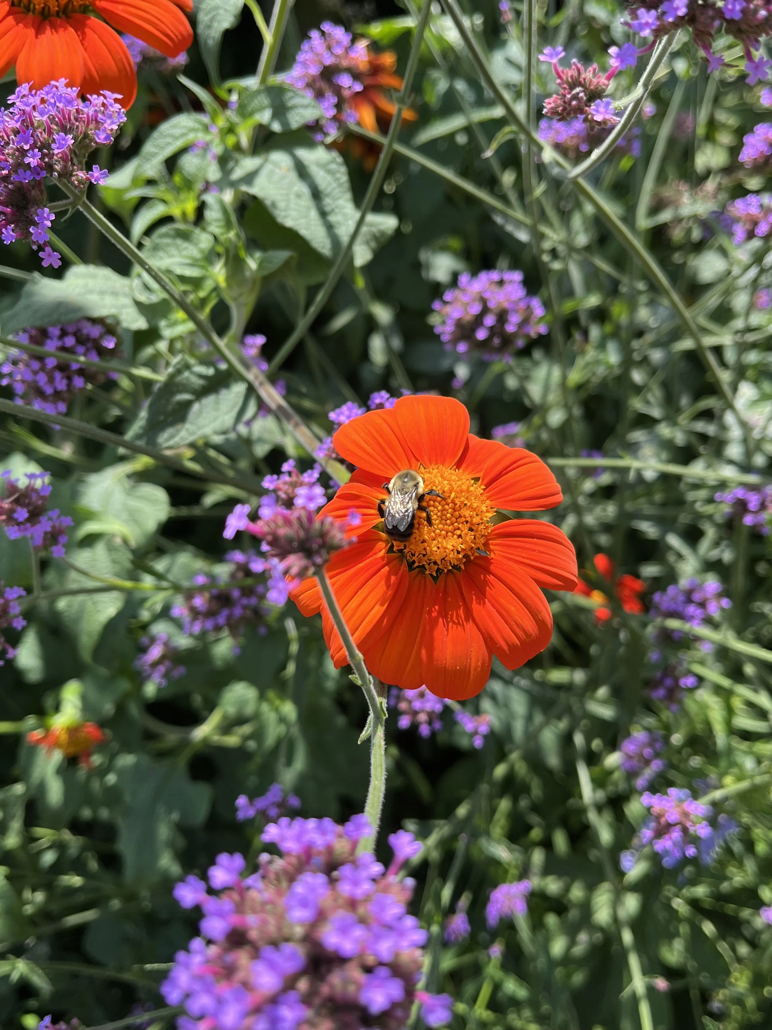 Herbs for Winter Wellness at Grounds for Sculpture