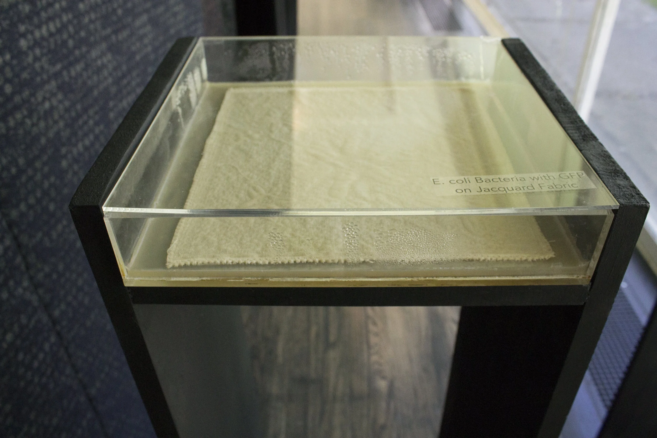 Stand with Bacterial Jacquard2.jpg
