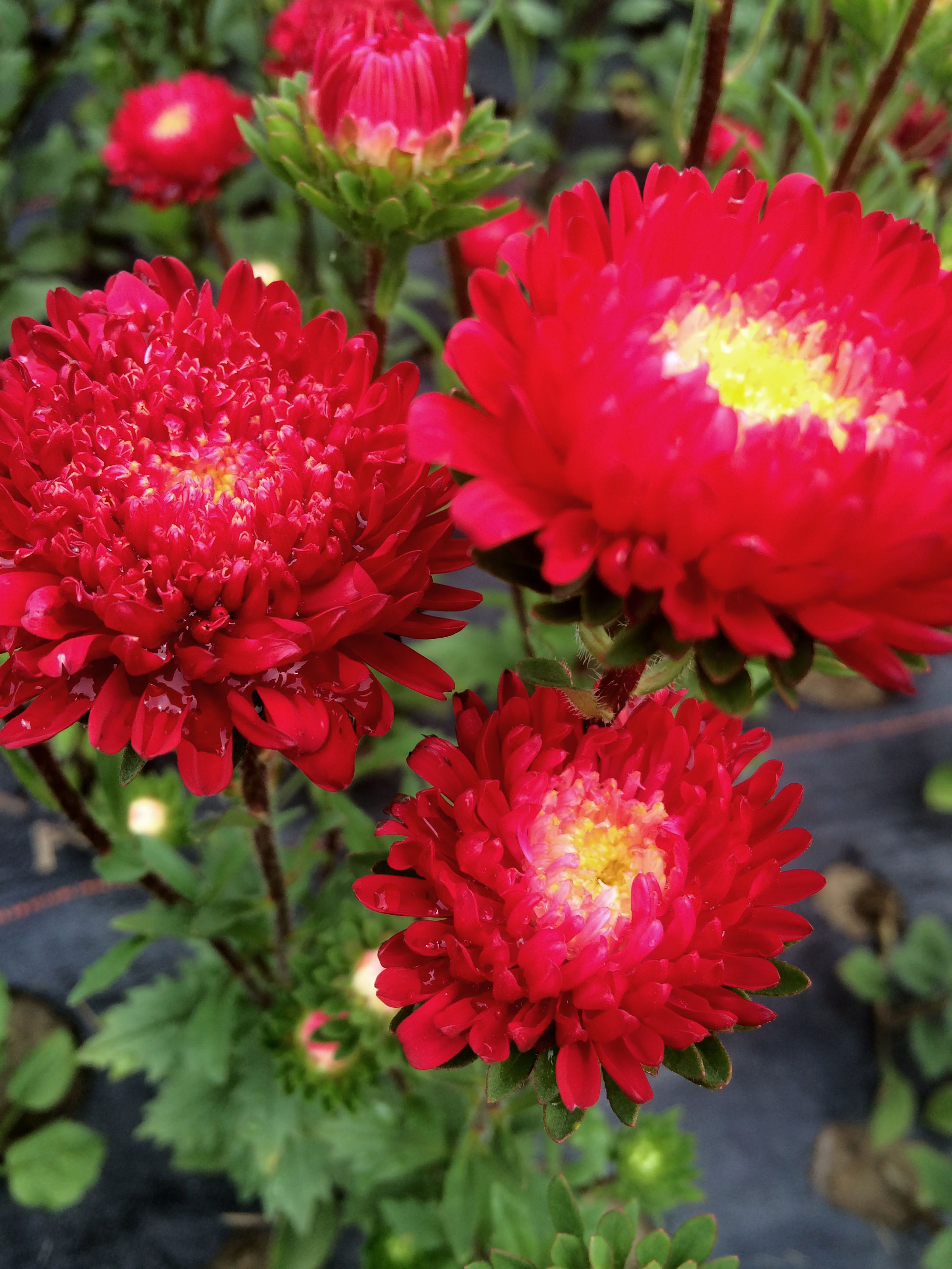 Red Matsumoto Asters are brilliant, long lasting flowers that add punch and volume to any bouquet. 