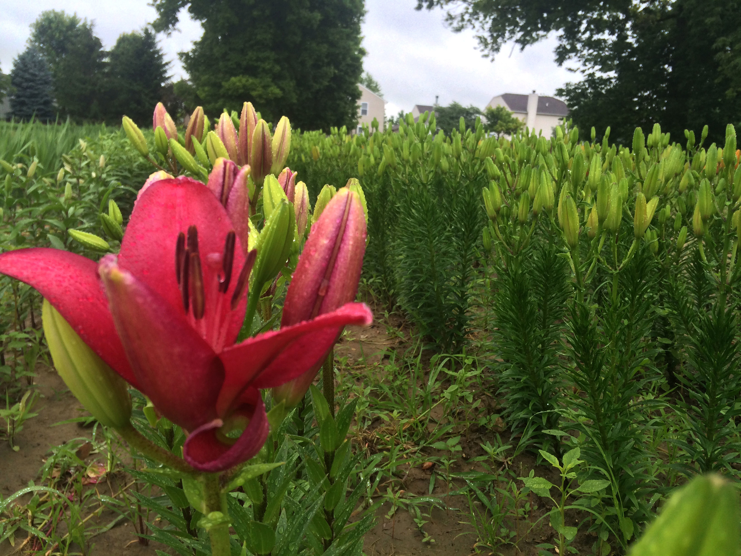 Asiatic Lilies thrive in the Indiana soil and make a perfect feature flower for a summer table arrangement.