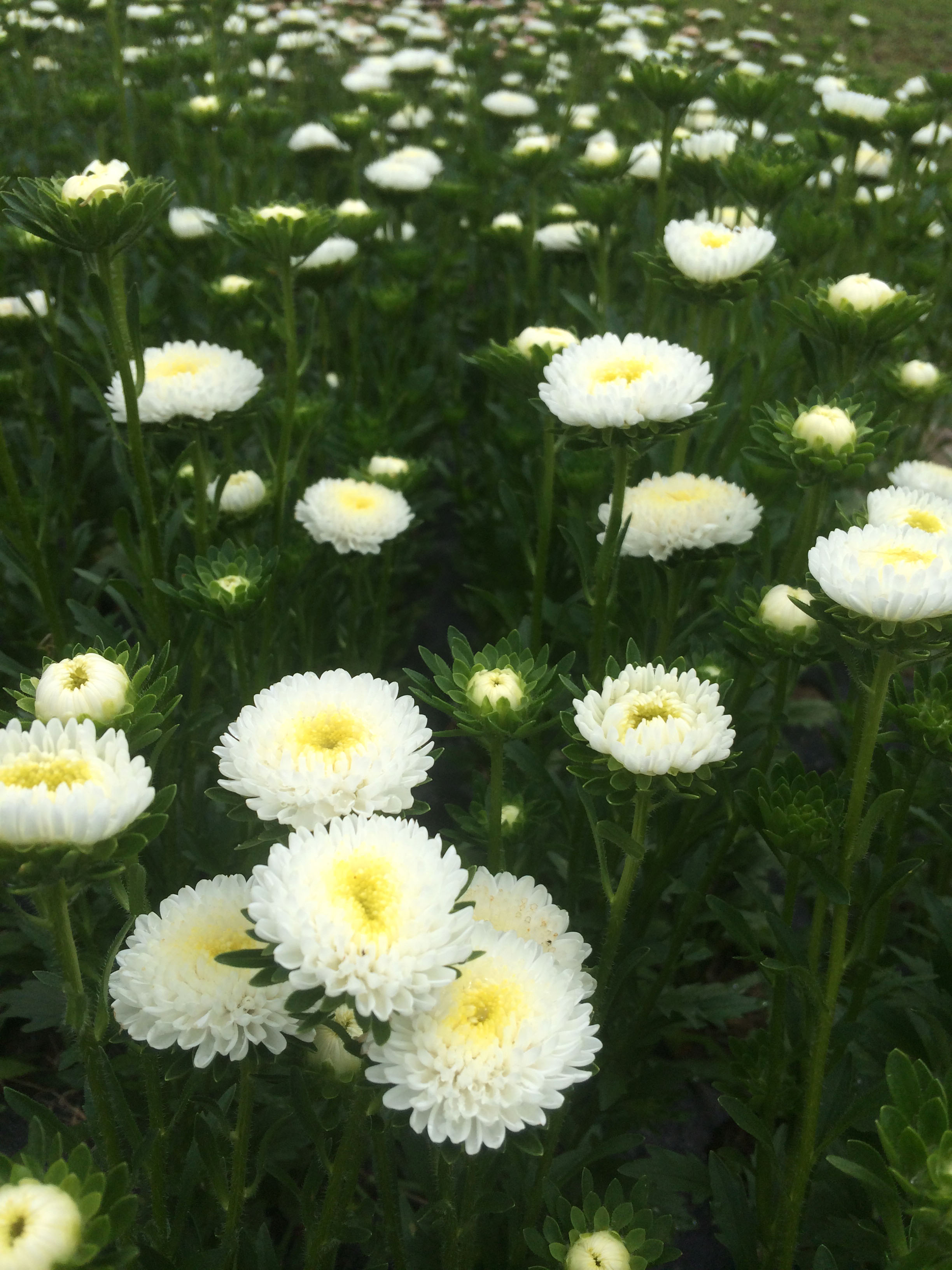 Snow white matsumoto asters are a perfect accent flower for a colorful summer bouquet.