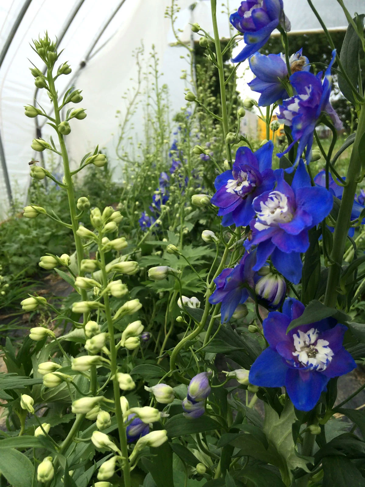 Blue delphinium stems are tall and popping with excitingly vibrant blooms!