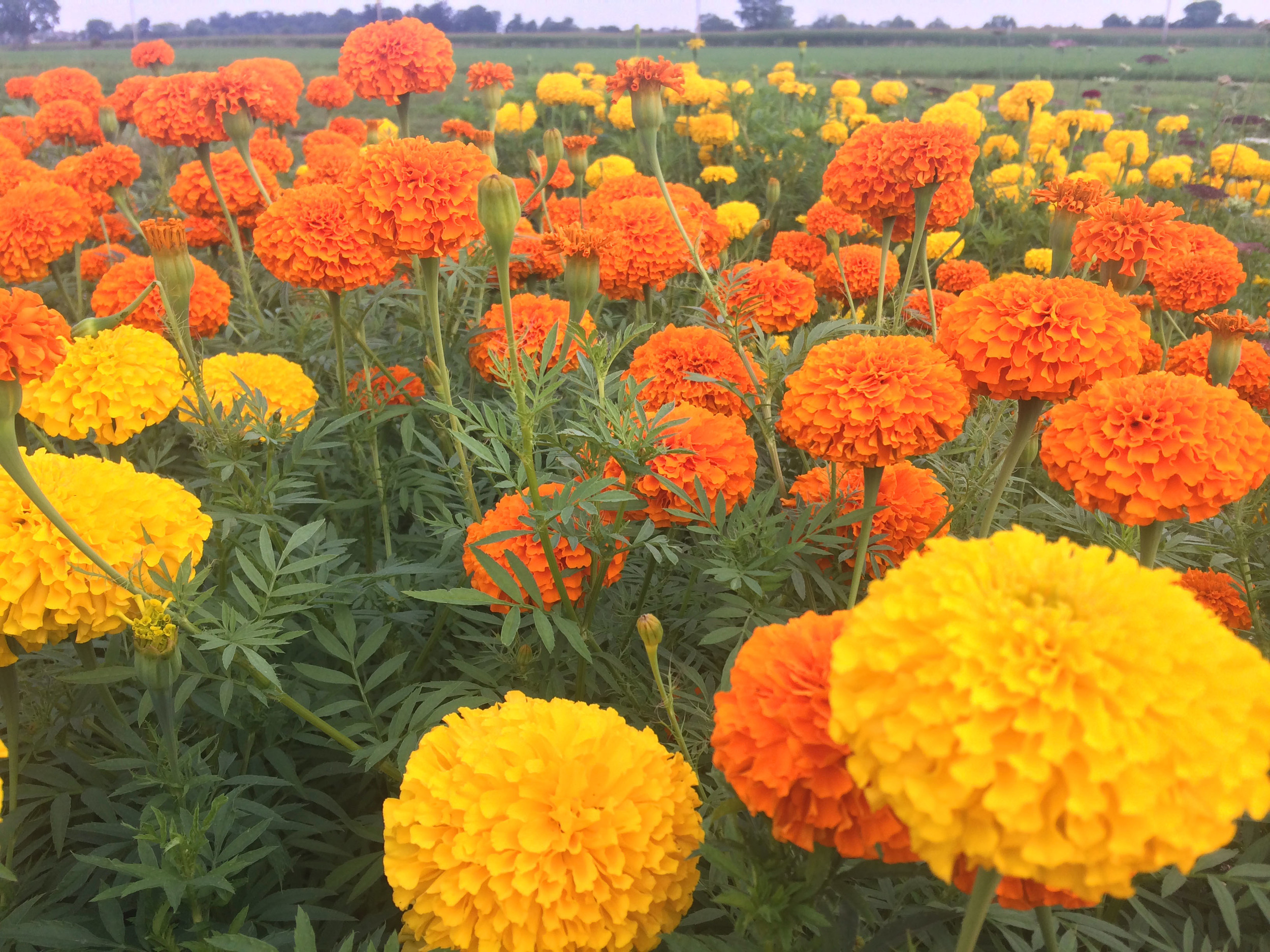 Marigolds Did you know that if the foliage is removed, the fragrance is removed with it?