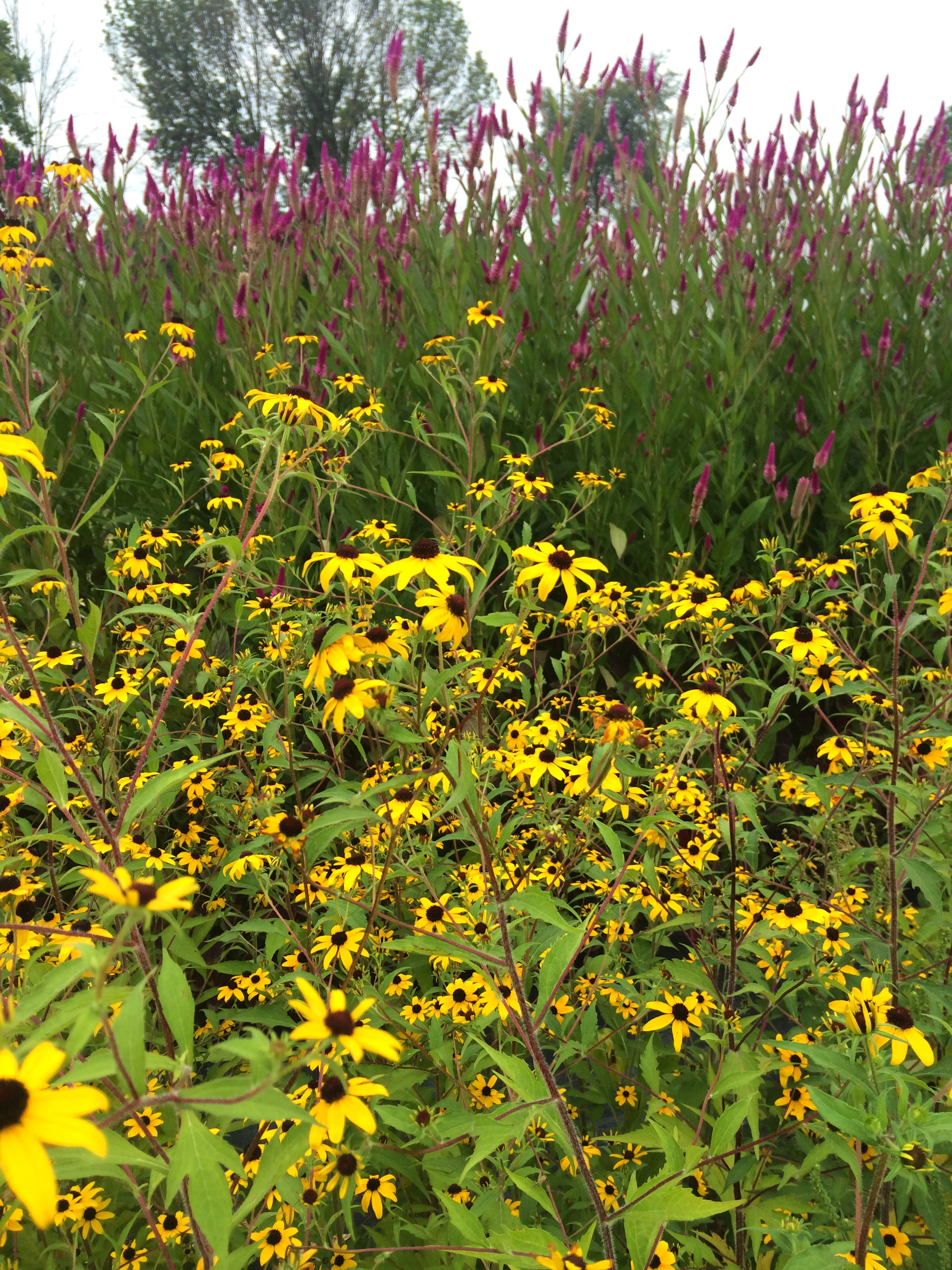 Celway Celosia and Rudbeckia 