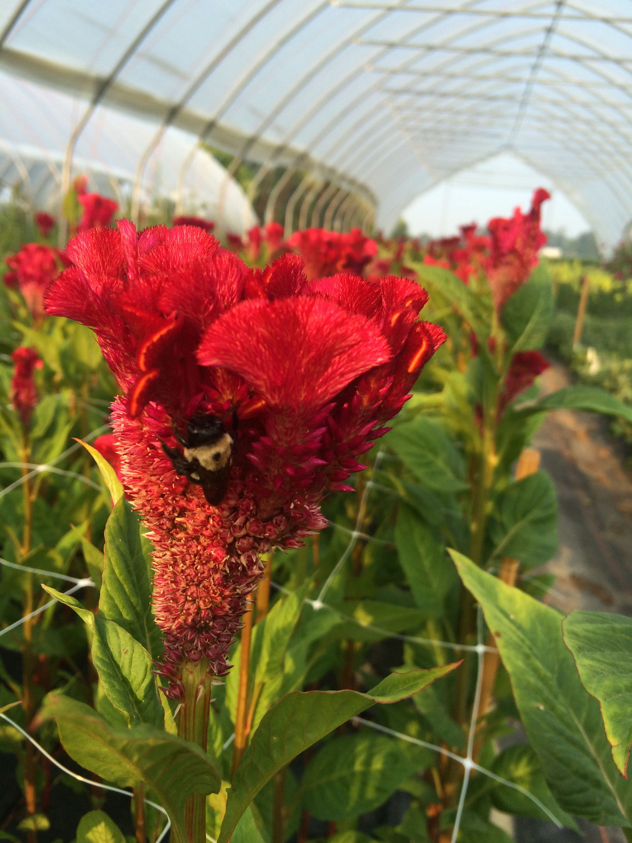 Bombay Celosia-- Look at that vibrance! 