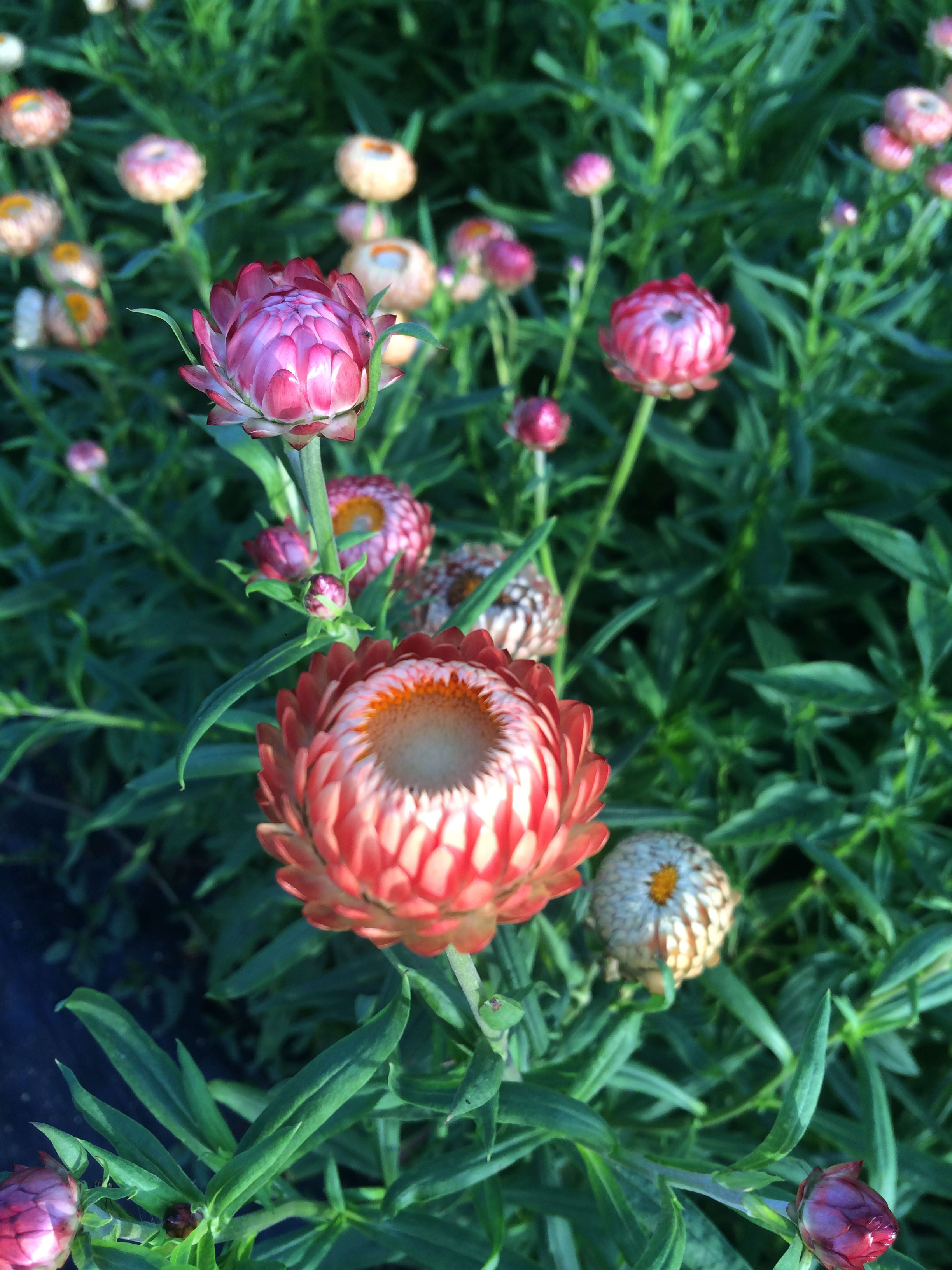 Strawflower- Isn't this texture and shape beautiful?
