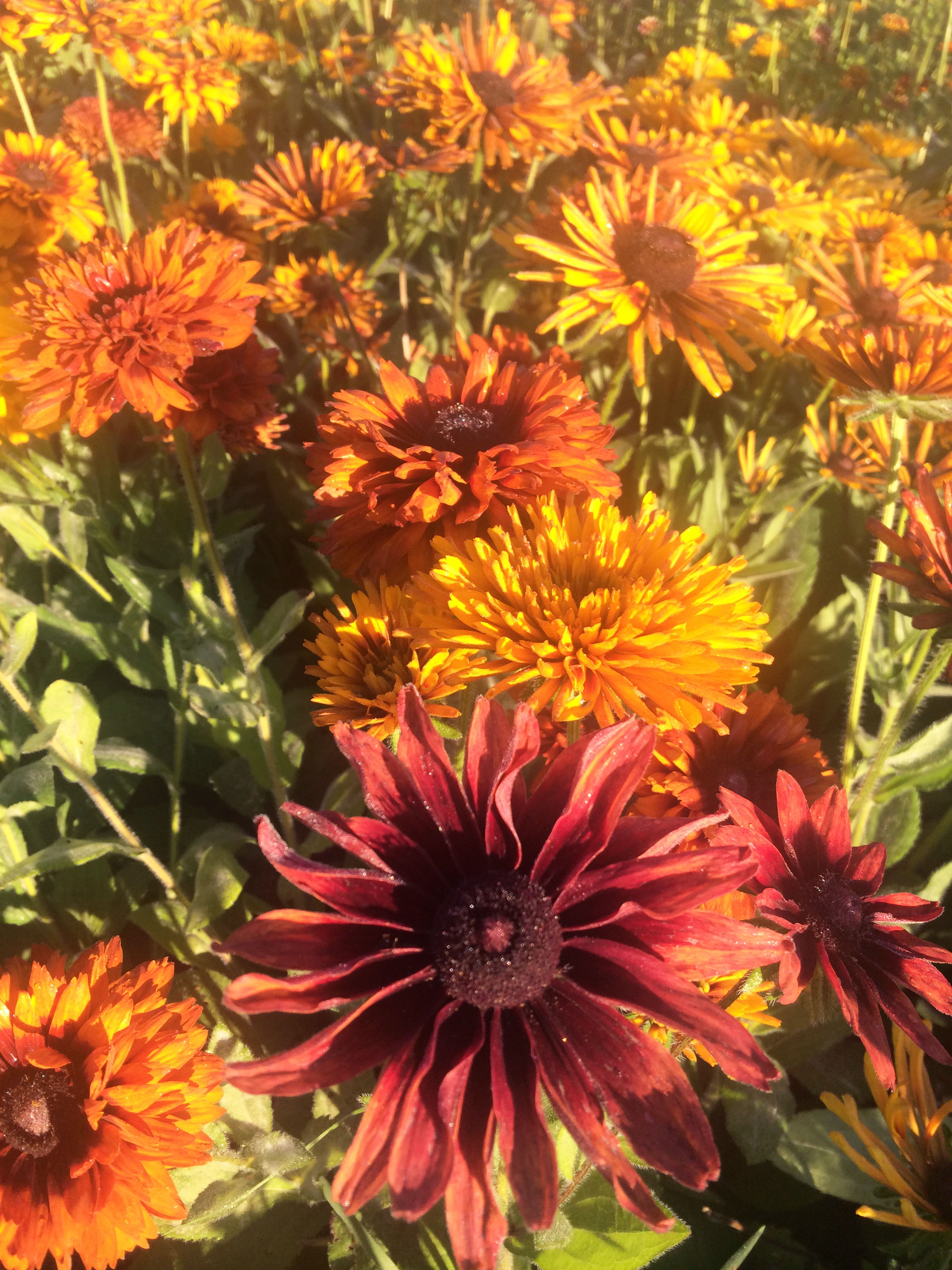 Bi colored rudbeckia