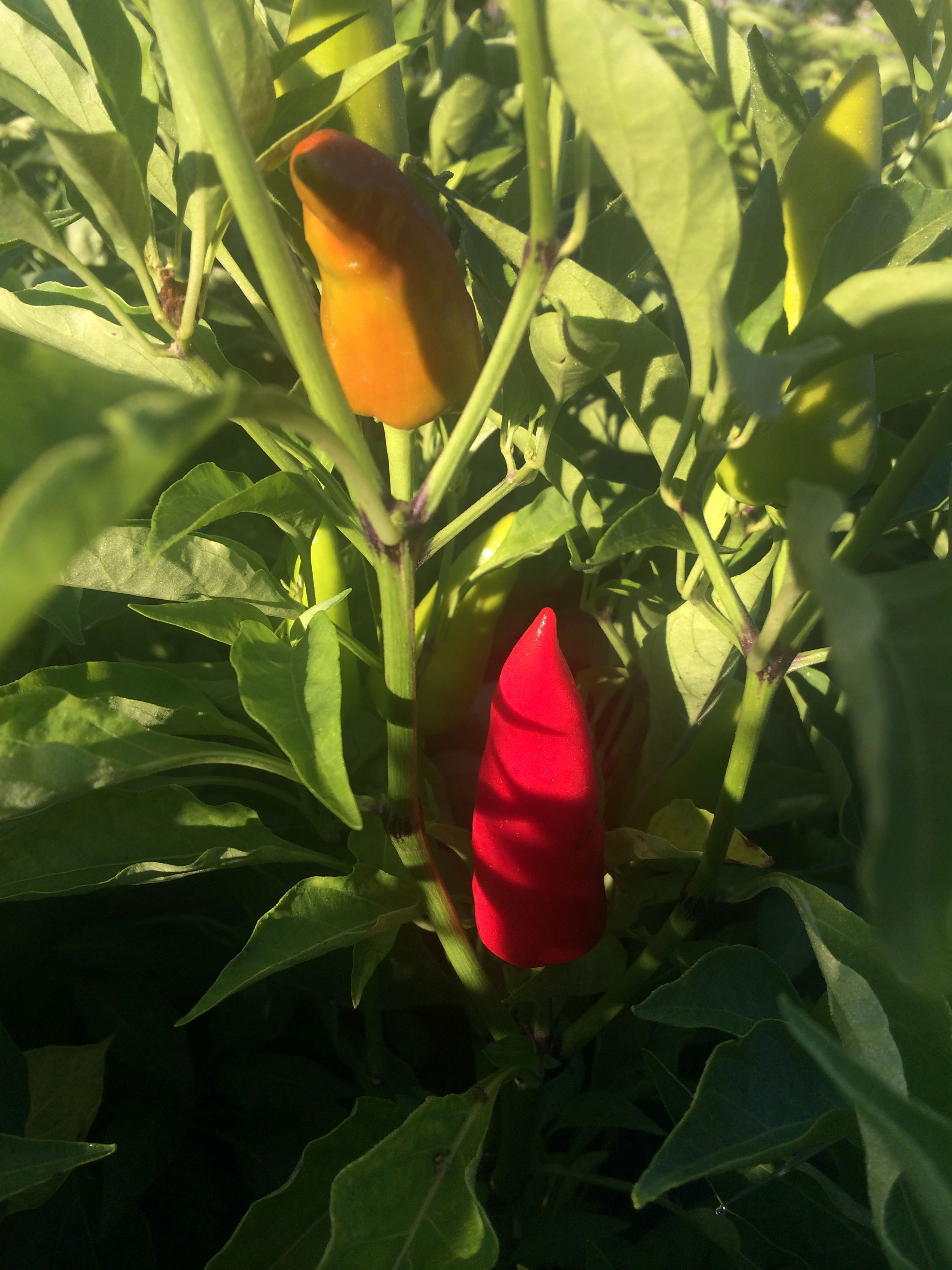 Ornamental peppers can add unexpected texture to your late summer arrangements.