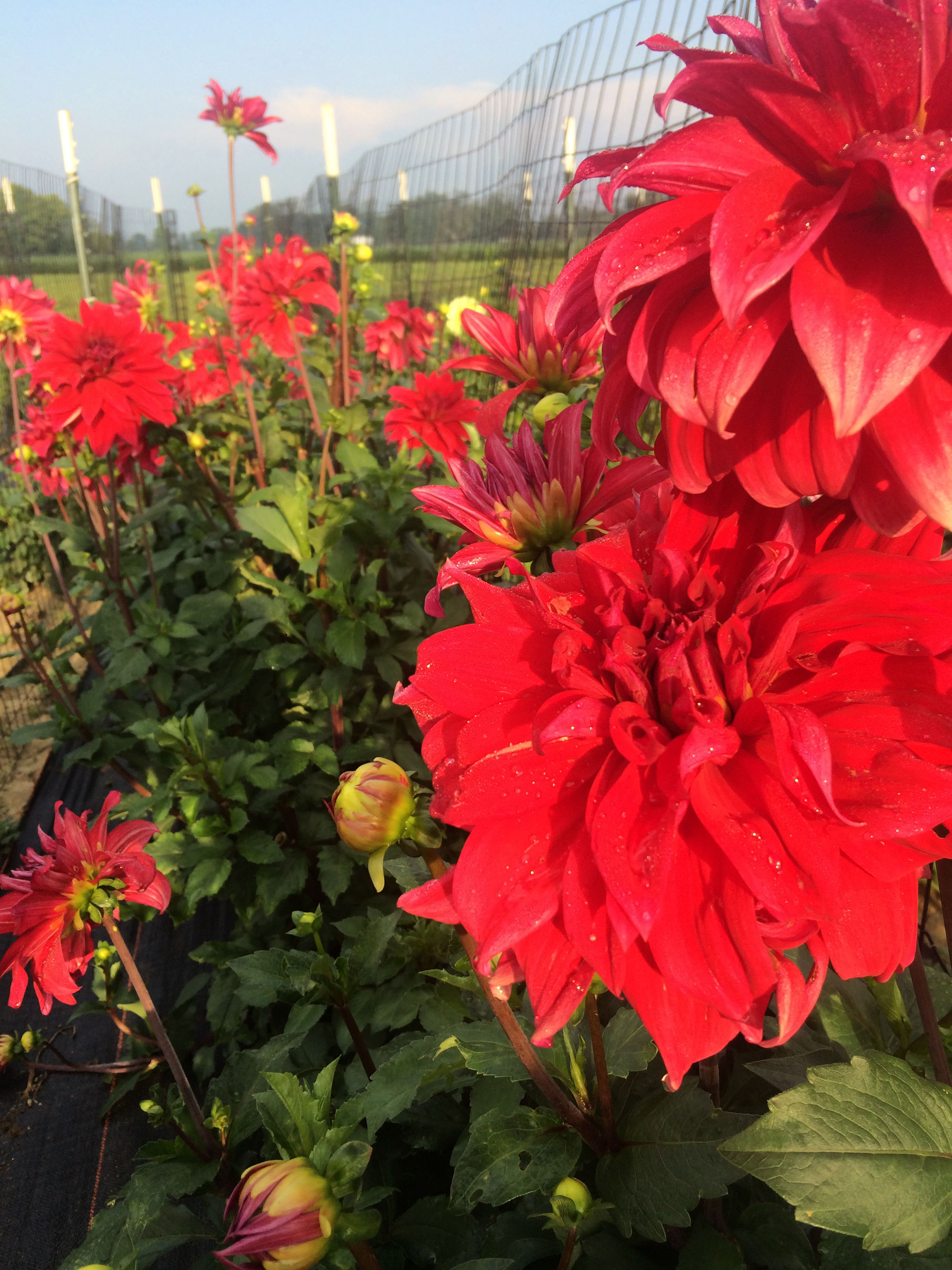 Dahlias