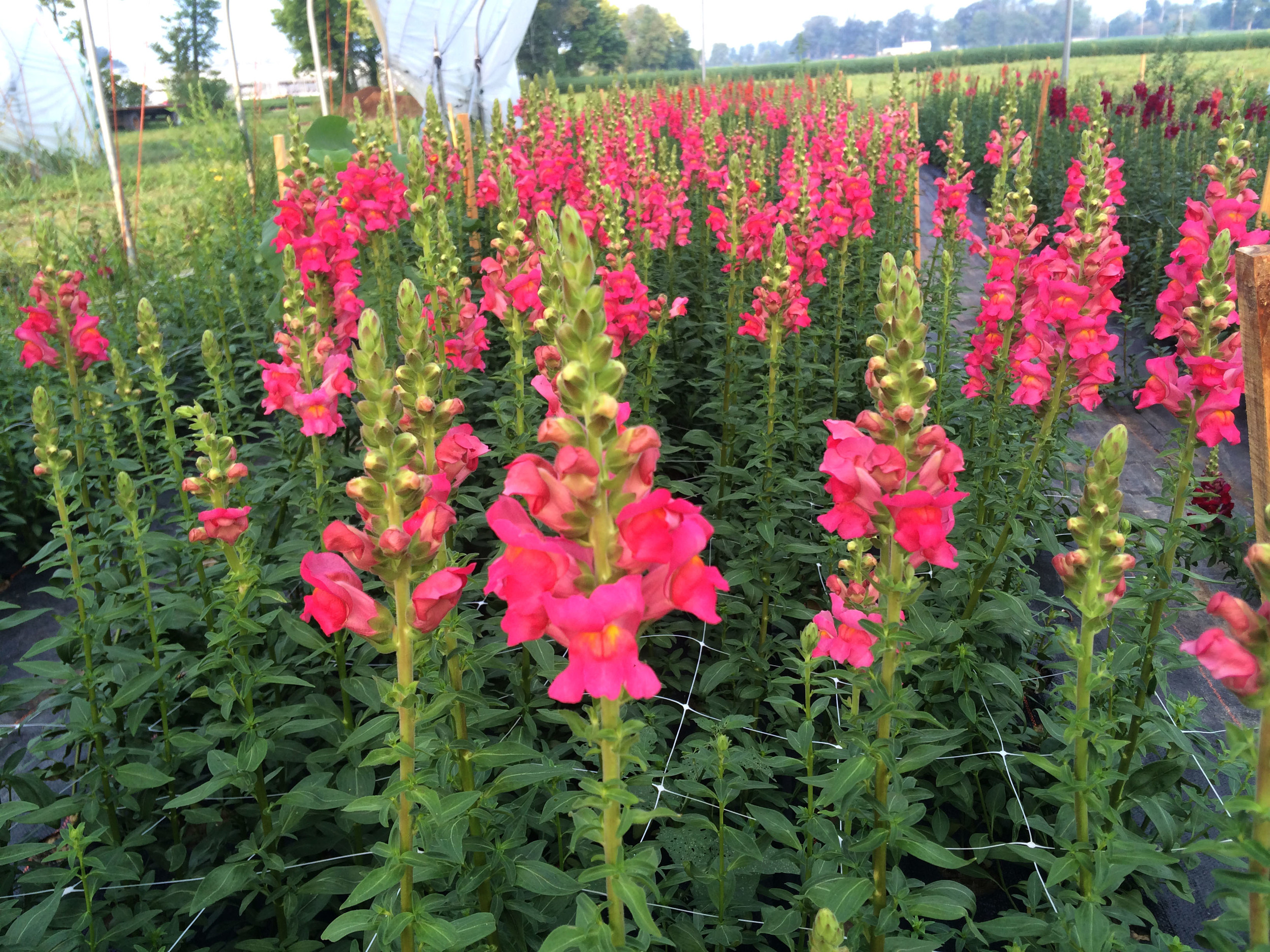 Snapdragons-- Do you think hot pink is a fall tone? Maybe not traditionally, but, trust-put a hot pink or a purple in the mix of a fall toned arrangement and a delightful balance occurs. Try it!