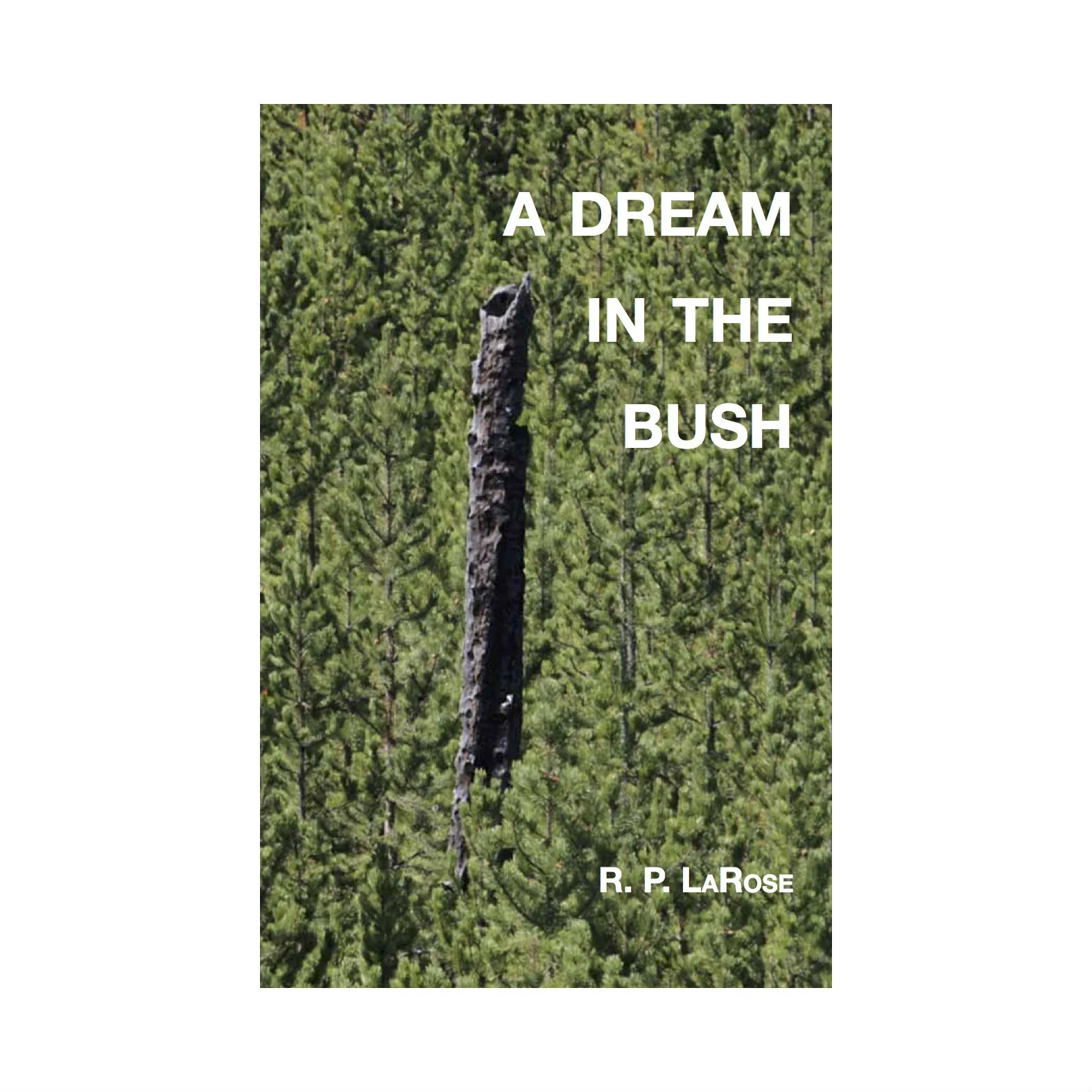 A Dream in the Bush.jpg