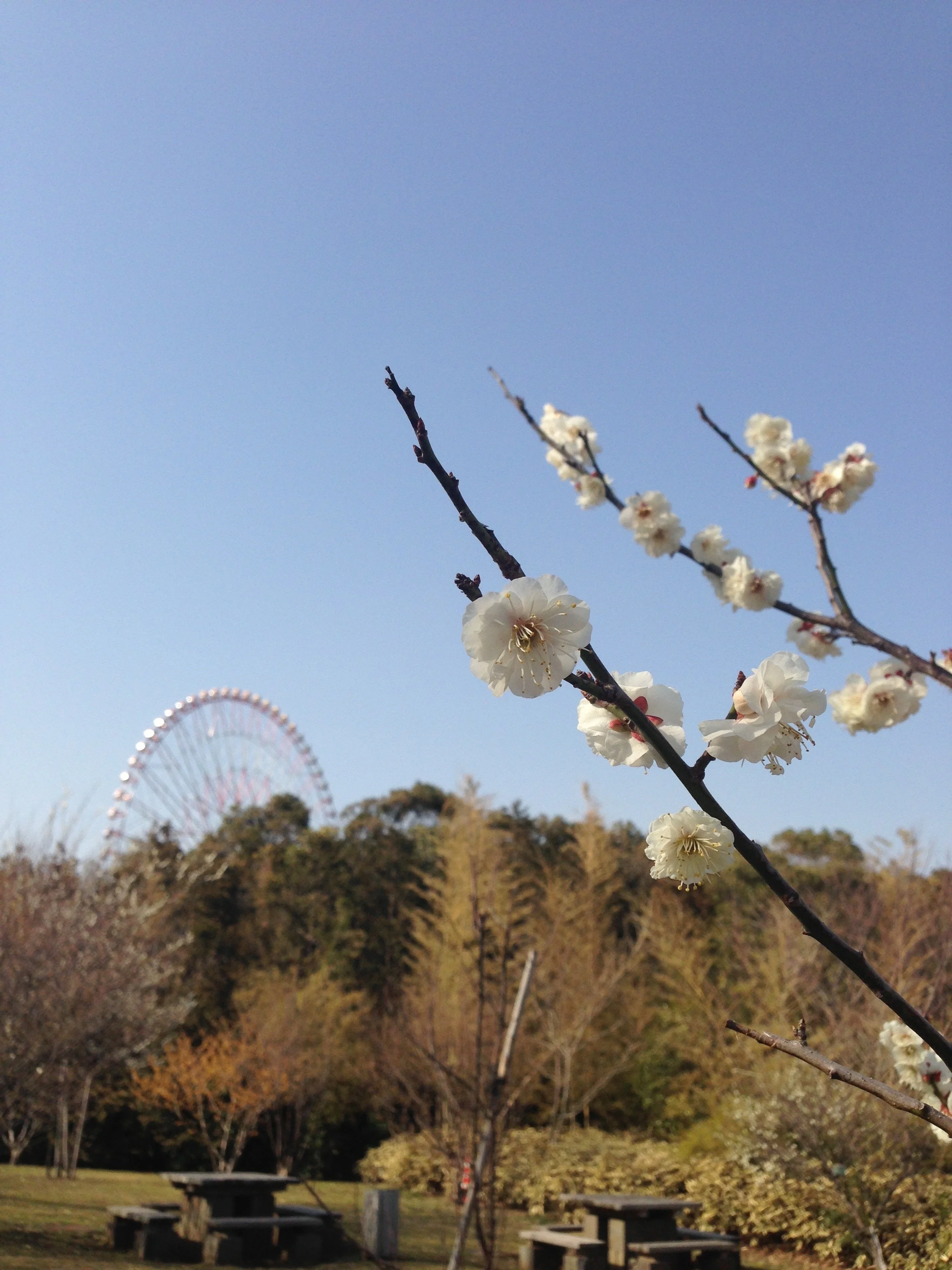 A branch with white blossoms in the foreground, trees with fall foliage, a Ferris wheel, and picnic tables in the background on a clear day.