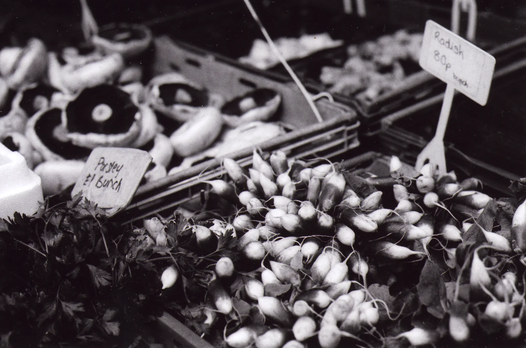 Zanecchia, Katie_Radishes.jpg