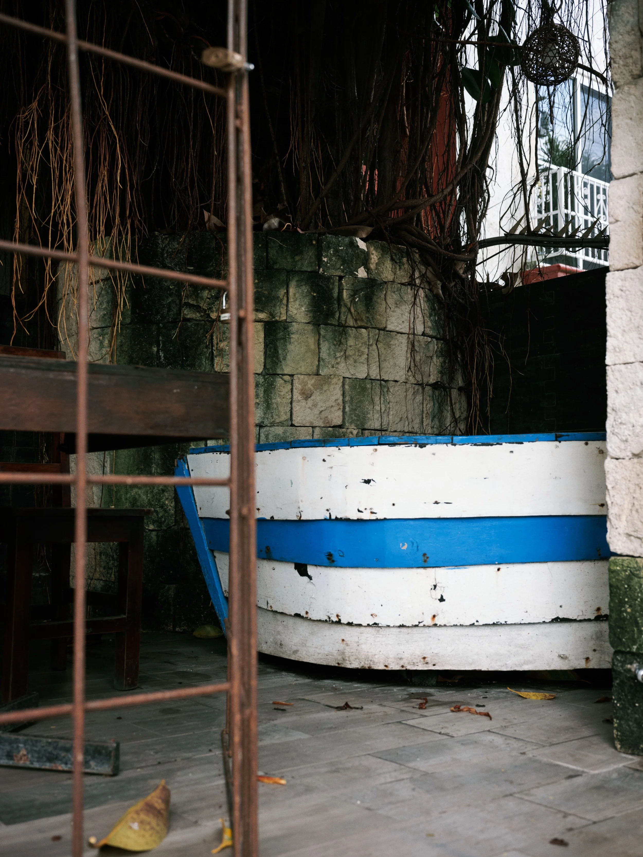 A white boat with blue trim is partially visible behind a stone wall and a large tree with many vines or roots. The photo is taken from a slightly low angle showing a tiled ground with scattered leaves and a metal fence in the foreground.