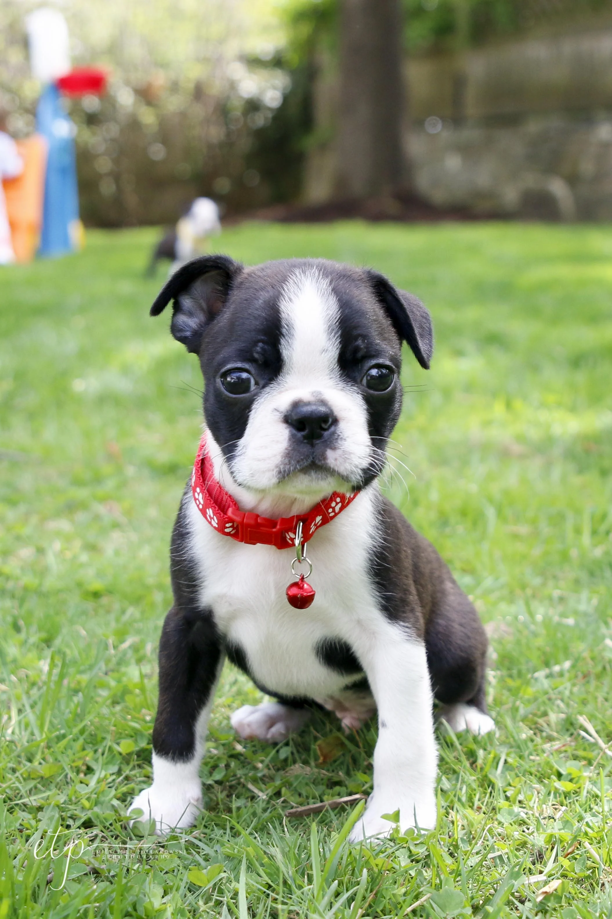 Baby boston deals terrier