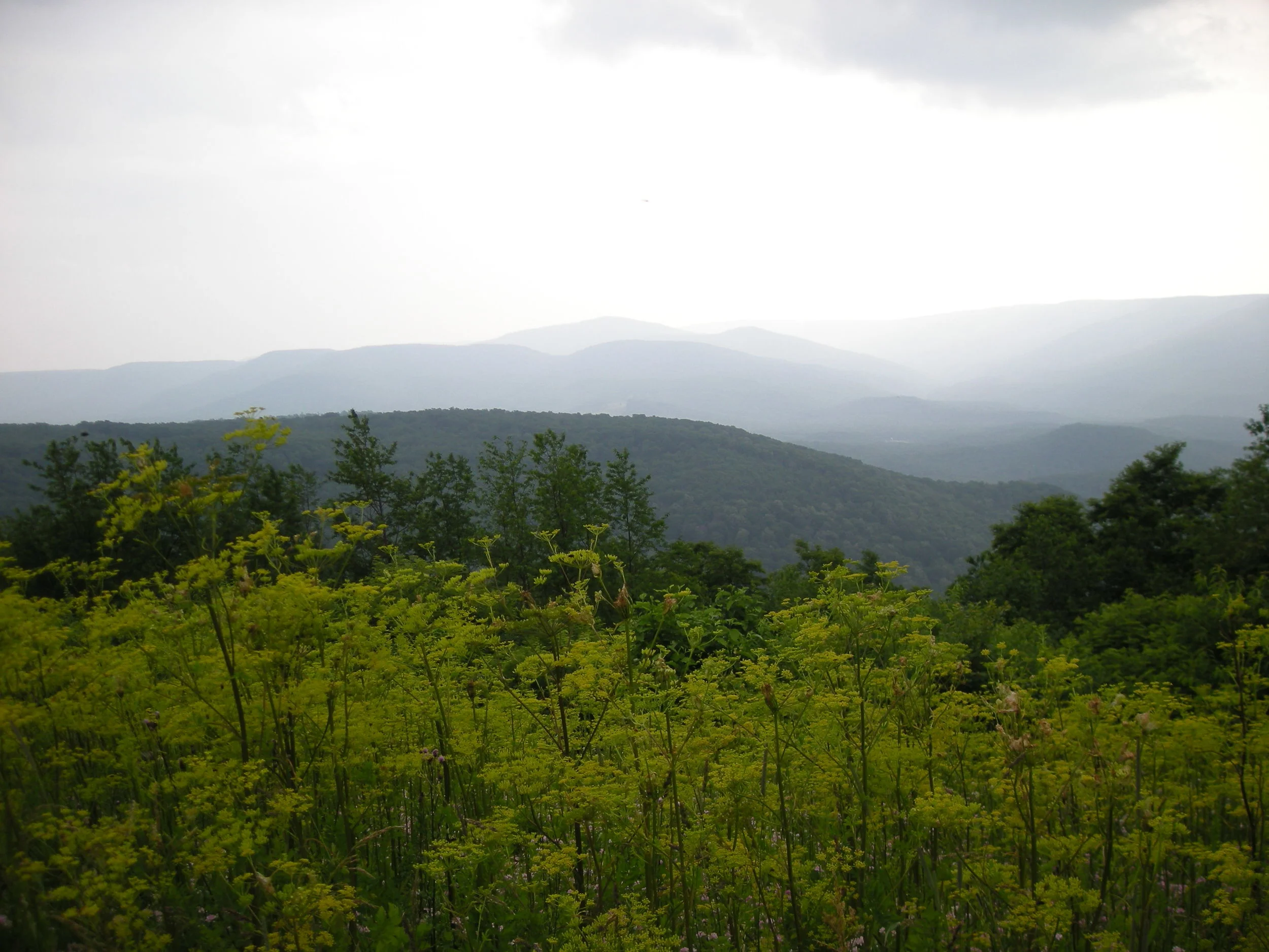 2007-07-07 146.jpg
