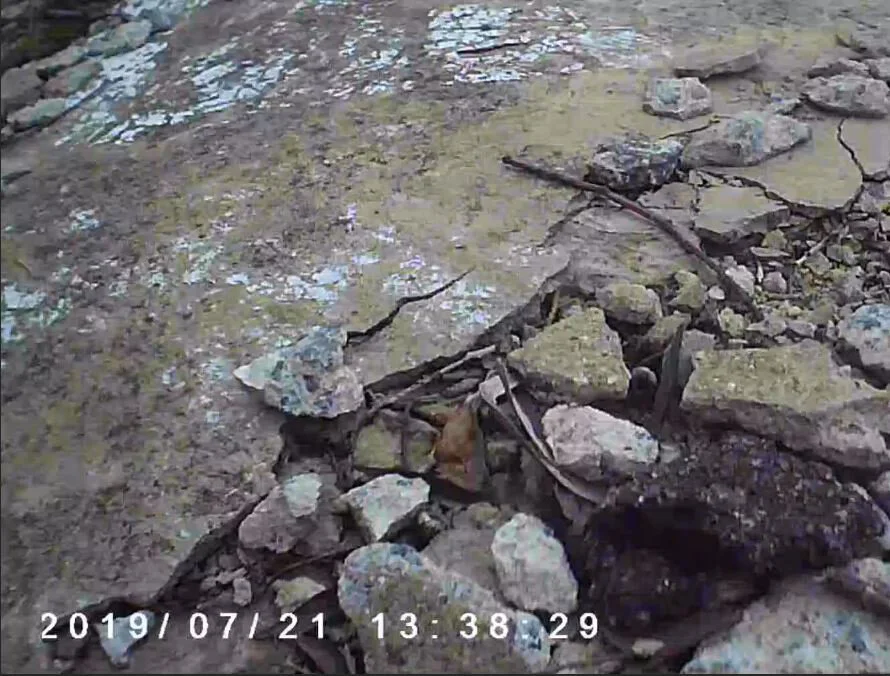 Honeysuckle Traverse