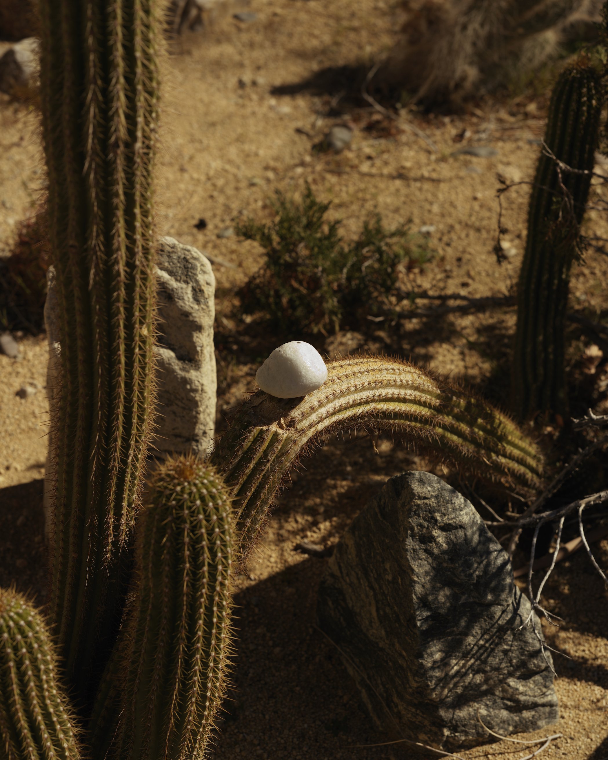A White Stone on a Cactus.jpg