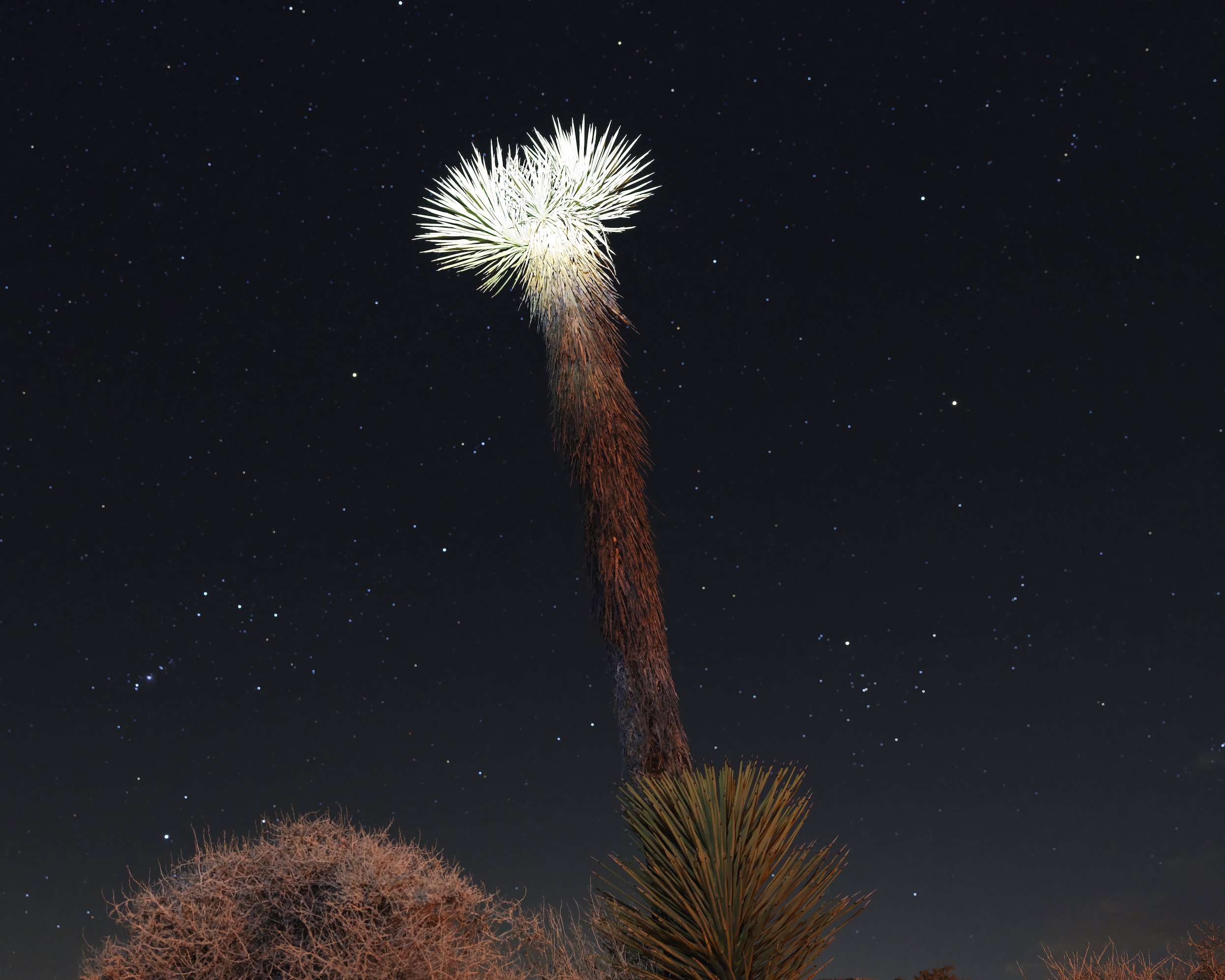A Cactus Tree Lit Up.jpg