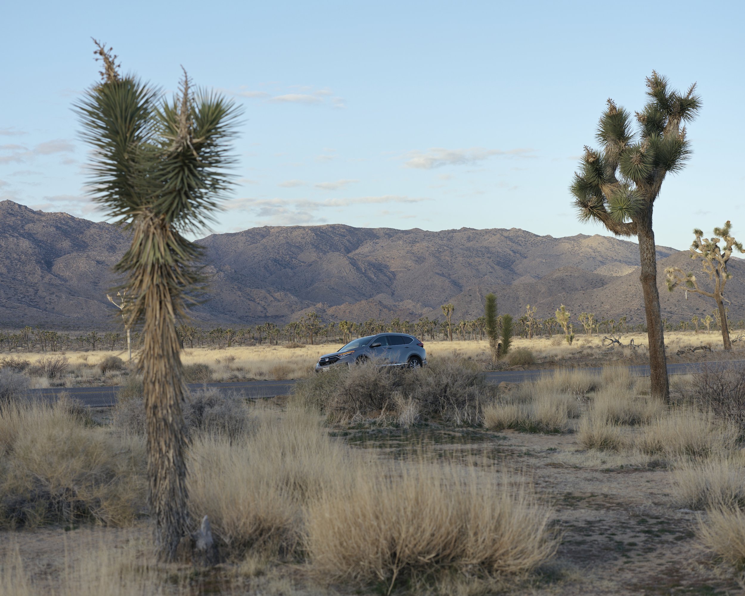 A Car Waiting in Joshua Tree at Dawn.jpg