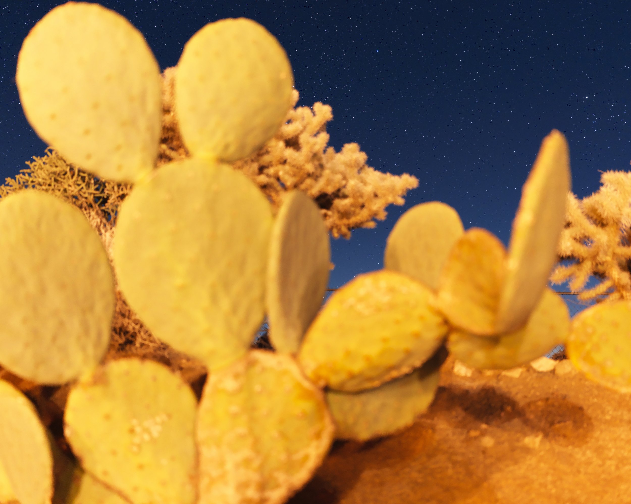 Cactus at Night.jpg