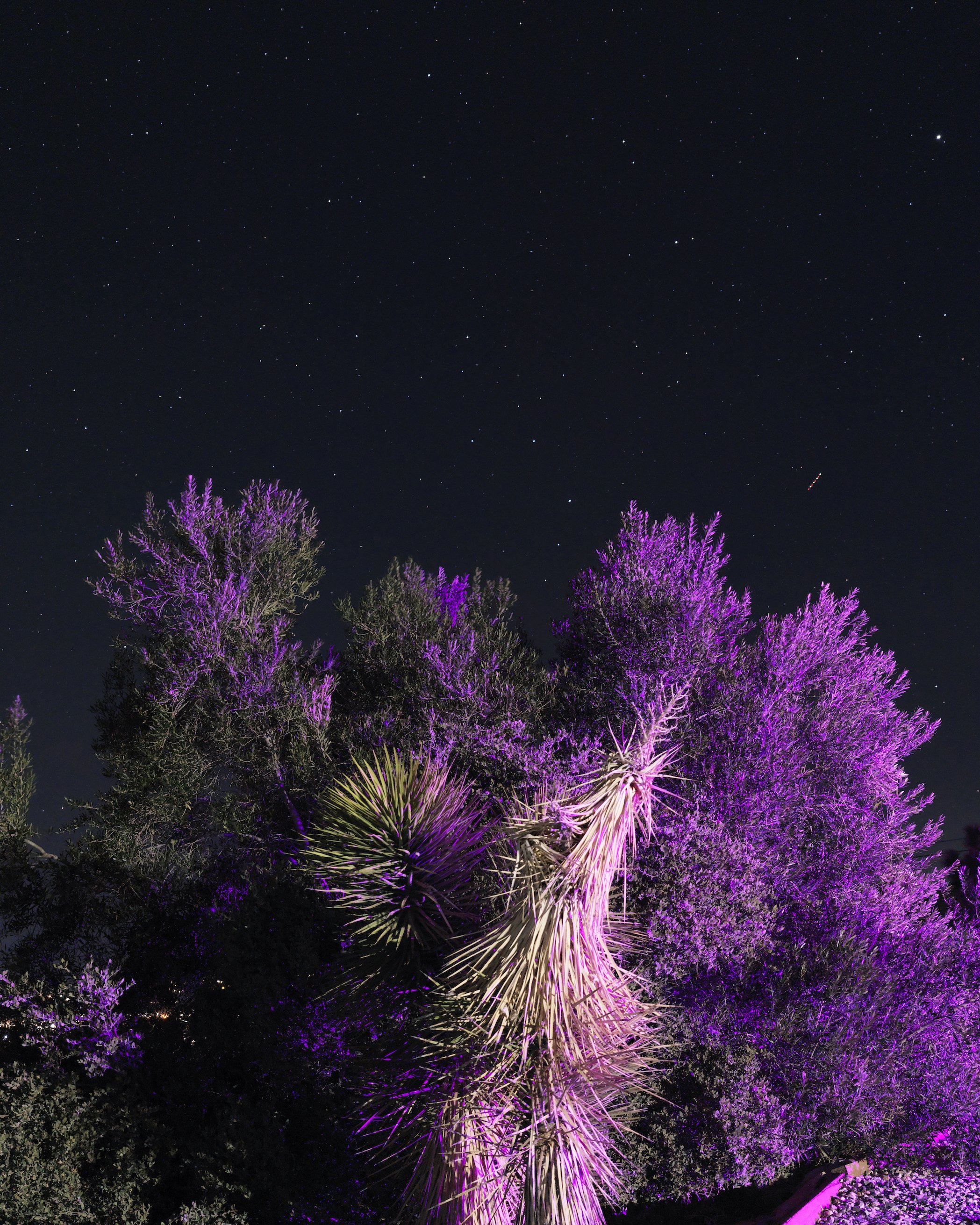 Trees Lit Purple at Night.jpg