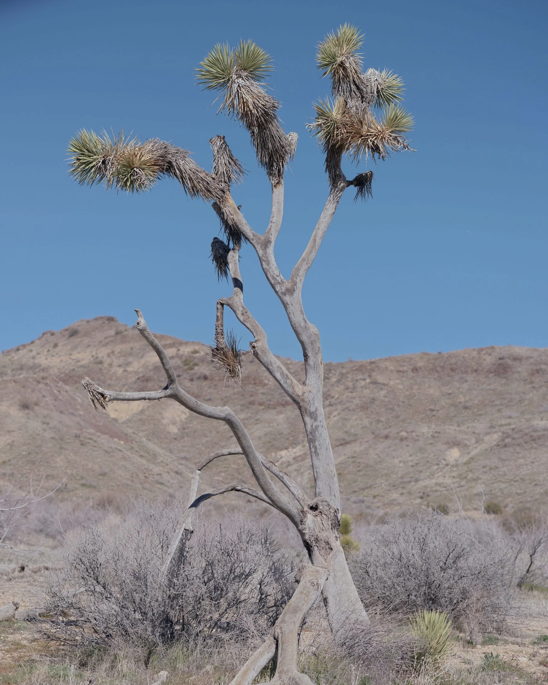 Lingering for Eternity06.jpg