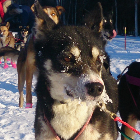 My name is Ruby! Named after the checkpoint on the Iditarod trail. I am 3 years old, born & raised at Crazy Dog Kennels. I'm a leader and I live to run with my pack! Woof!