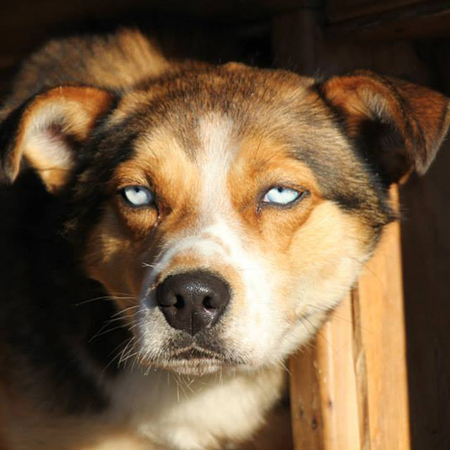 Hello, I'm Chili Pepper. I'm 3 years old, born and raised as a sprint dog and just recently turned over a new leaf. After finishing last years Yukon Quest, I was certain for a top spot on the 2015 Iditarod team. I can't wait to see new trails!
