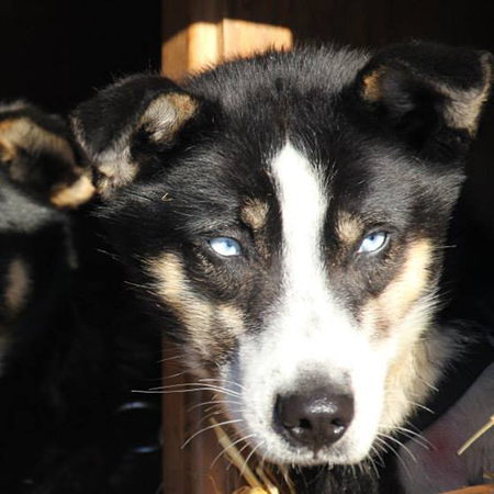 Meet Thunder! He's 2 years old and has been leading the team in training & in most major races the past two seasons. He's been preparing like a champ for this years Iditarod race. Driven, focused and sweet!