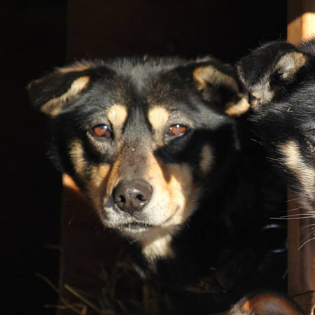 Meet Rainy! Litter mate to Ruby! Rainy is named after Rainy Pass. She's a super leader, always willing to go that extra mile. This will be her second 1,000 mile event and 1st Iditarod!!