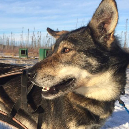 Zenyatta Zenyatta is a 2 yr old female, team dog. She's been in training all season for her 1st Iditarod race. This will be her first dog race.