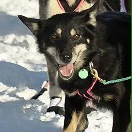 Spicy Spicy is a 7 yr old female lead dog. She's a seasoned racer and loves the trail.