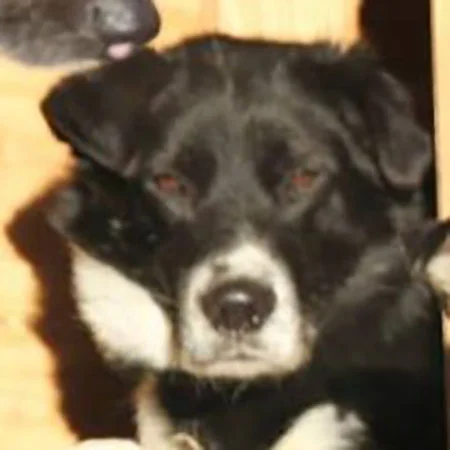 Bobby J Bobby J is a 5 yr old male, team dog. He finished the Chatanika 200, 2014 & Gin Gin 200, 2015 with Zoya.