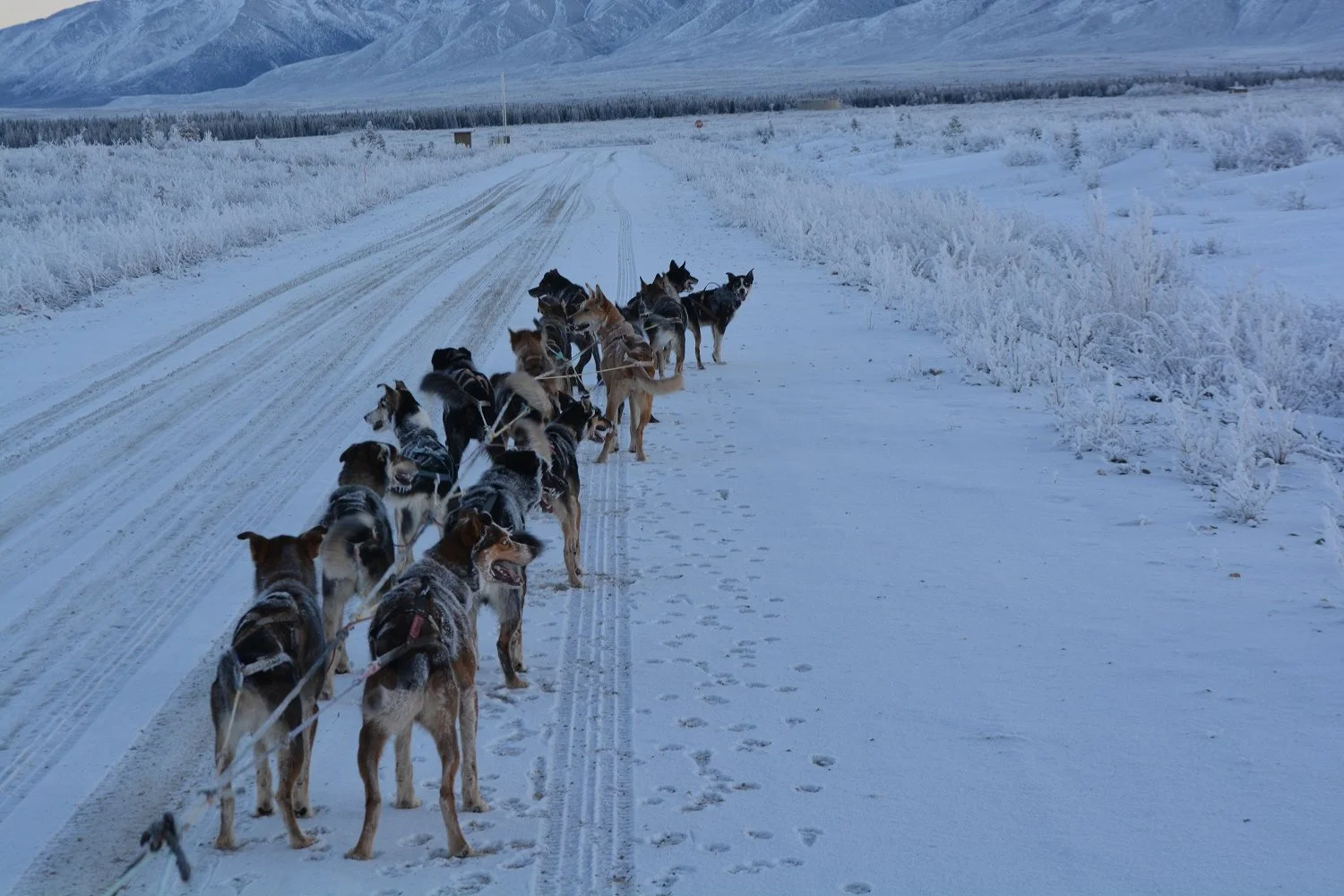 Updates to Gin Gin 200 page