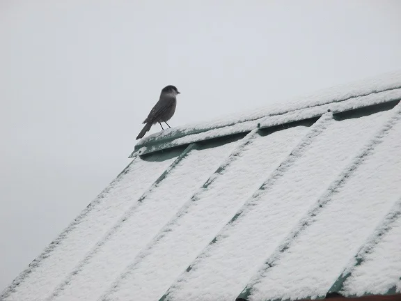 morning visitor.jpg