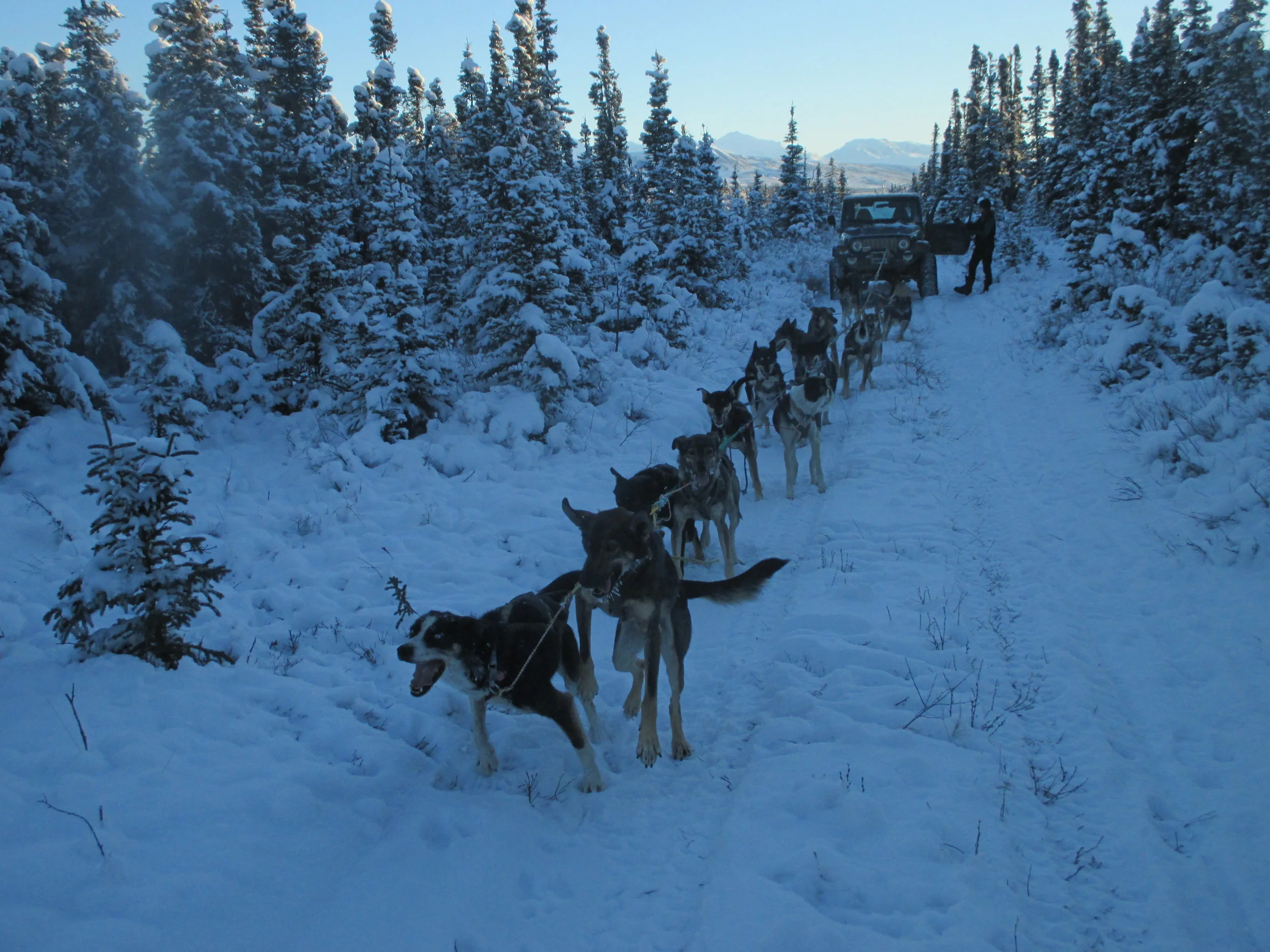 Under low snow conditions, check out the dogs from the comfort of a heated ride!