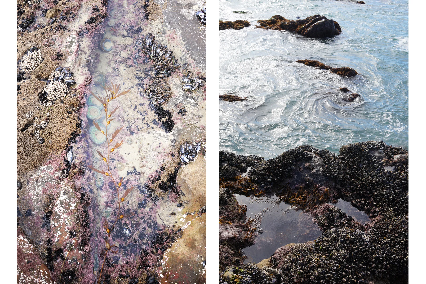 tidepools-swirl.jpg
